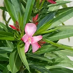 Guest Soleo Baltschik